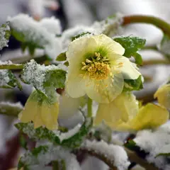 Fleur du mois de janvier, une rose de Noël blanche et jaune, émerge de la neige.