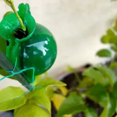 Bouturer un citronnier dans l'eau avec une capsule verte. Une nouvelle vie pour cette branche.