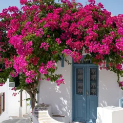 Un bougainvillier éclatant de rose devant une porte bleue. Idéal pour savoir où mettre un bougainvillier, il embellit cette façade blanche.
