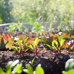 Jeunes pousses de betteraves, parfaites à planter en avril. Le soleil illumine ce potager prometteur.