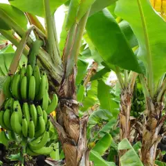 Un bananier porte une grappe de bananes vertes. Les grandes feuilles vertes créent un paysage luxuriant, évoquant le plaisir de planter un bananier.