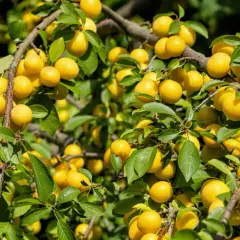 Un mirabellier bien chargé de fruits jaunes. Combien de temps pour avoir des fruits ? Souvent 3 à 5 ans après plantation.