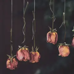 Huit roses séchées, suspendues par des fils, illustrent comment faire sécher une rose pour préserver sa beauté fanée.