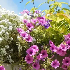 Un mélange coloré de pétunias roses et violets, d'alyssum blanc et de feuillage doré, parfaites plantes pour terrasse ensoleillée.
