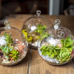 Trois terrariums fermés en verre abritent des succulentes et de petites décorations, créant des mondes miniatures.