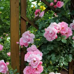 Magnifique plantation rosier grimpant aux fleurs roses épanouies sur une structure en bois.