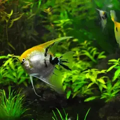 Poisson ange argenté et doré nageant parmi la plante aquarium luxuriante.