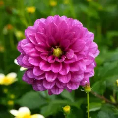 Gros plan sur un dahlia rose vif, ses pétales délicats couverts de gouttes de rosée. Une belle fleur en exposition, entourée de verdure et de touches de jaune.