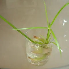 Une bouture de papyrus, avec ses longues tiges vertes, est en train de prendre racine dans un verre d'eau.