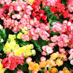 Un parterre de bégonias aux couleurs vives, roses, rouges et jaunes. Le bégonia signification est souvent liée à la joie et à la gratitude.