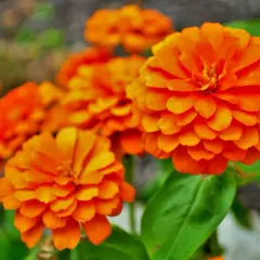Un bouquet de fleurs orange éclatantes, comme des soleils miniatures, illumine le jardin.