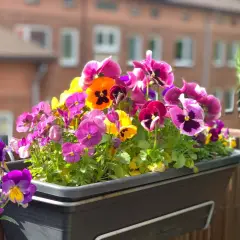 Un joyeux mélange de pensées aux couleurs vives, une véritable fleur de juin, égaie un balcon ensoleillé.