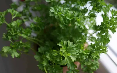 Gros plan sur un persil en pot, ses feuilles vertes et frisées prêtes à parfumer vos plats.