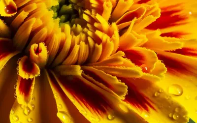 Gouttes de rosée sur les pétales d'une fleur du mois d'octobre, aux couleurs vives jaune et rouge.