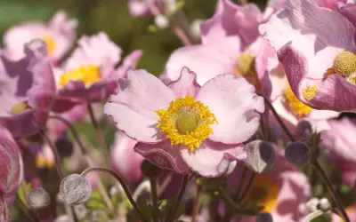 Fleurs d'anémones roses aux cœurs jaunes. La fleur anémone signification évoque la beauté éphémère et la protection.