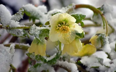 Fleur du mois de janvier, une rose de Noël blanche et jaune, émerge de la neige.