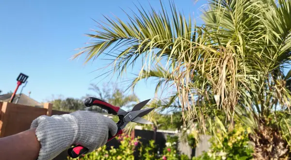 Main tenant des ciseaux, une main gantée s'apprête à tailler un palmier. Le ciel bleu et le jardin en arrière-plan suggèrent une journée idéale pour planter un palmier.