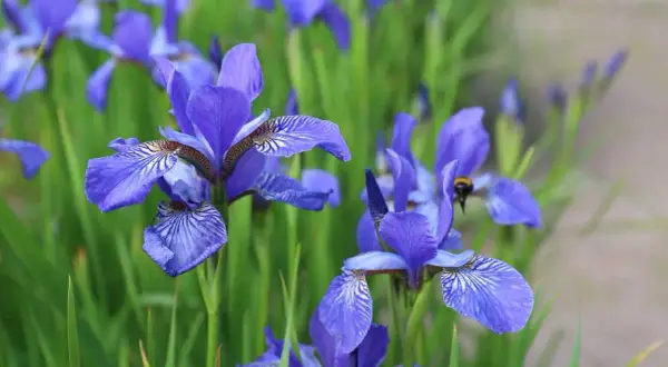 Un champ d'iris fleur bleus, avec une abeille butinant sur l'une d'elles.