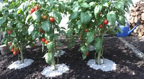 Des plants de tomates bien garnis de fruits rouges, prêts à être récoltés. Quel engrais pour les tomates afin d'obtenir une telle abondance ?
