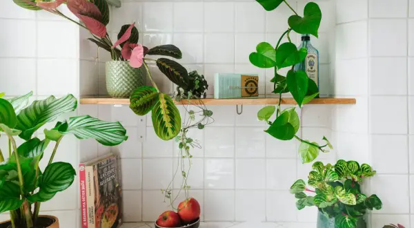Plusieurs plantes décorent cette étagère de salle de bain, apportant une touche de verdure à cet espace.