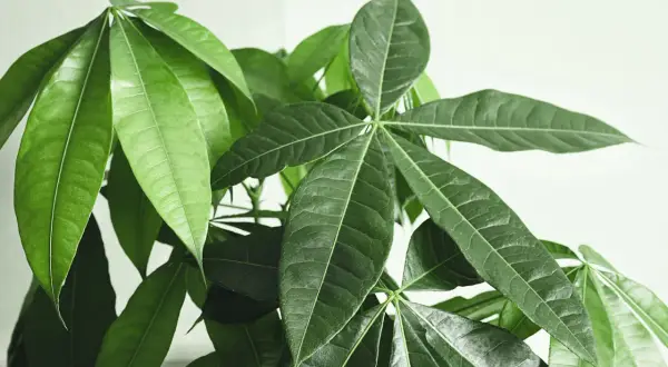 Gros plan sur les feuilles vertes et lustrées d'un pachira aquatica, une plante d'intérieur populaire.