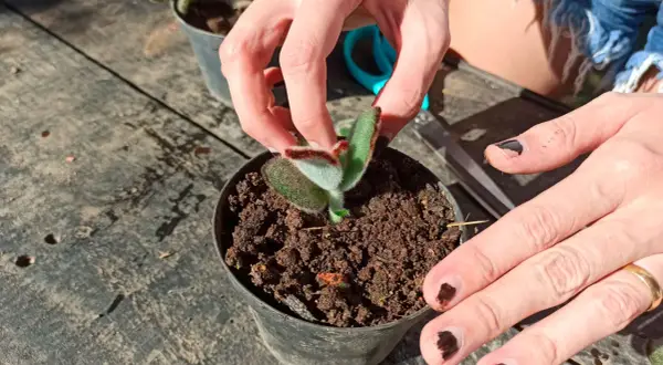 Mains manipulant une jeune pousse pour bouturer kalanchoe. Le petit plant est dans un pot rempli de terreau.