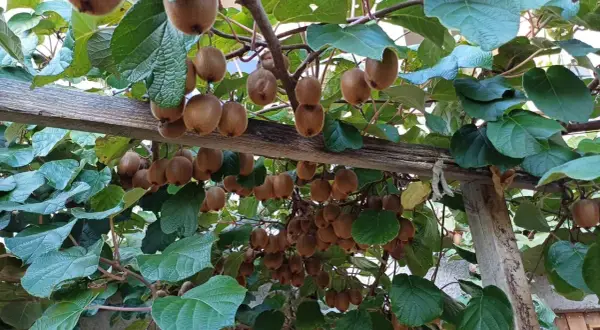 Des kiwis mûrs pendent en grappes sous des feuilles vertes, sur une structure en bois. La distance entre kiwi mâle et femelle est visible par la disposition des fruits.