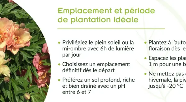 Gros plan sur de magnifiques pivoines roses et jaunes. Conseils pour le planter pivoine : soleil, sol drainé, espacement.