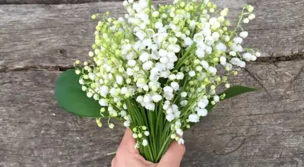 Un bouquet de muguet, symbole du 1er mai et porte-bonheur, tenu dans une main sur un fond de bois vieilli.