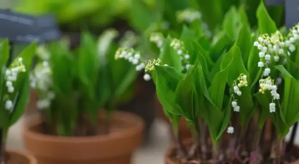 Des plants de muguet en pot, prêts à être replantés. Leurs clochettes blanches annoncent le printemps.