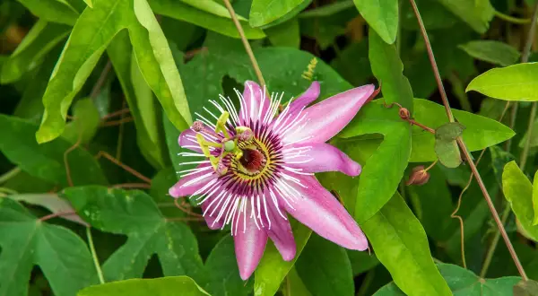 Magnifique passiflore en pleine floraison, ses pétales roses et blancs éclatants se détachent sur le feuillage vert luxuriant.