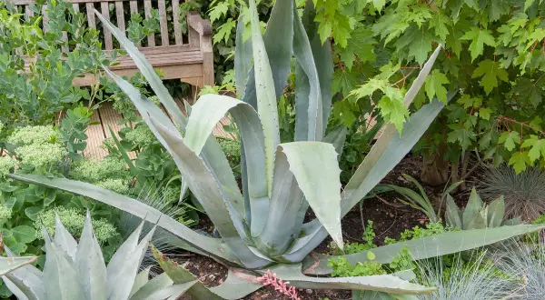 Une grande plante agave se dresse fièrement au milieu d'un jardin luxuriant, avec un banc en bois en arrière-plan.
