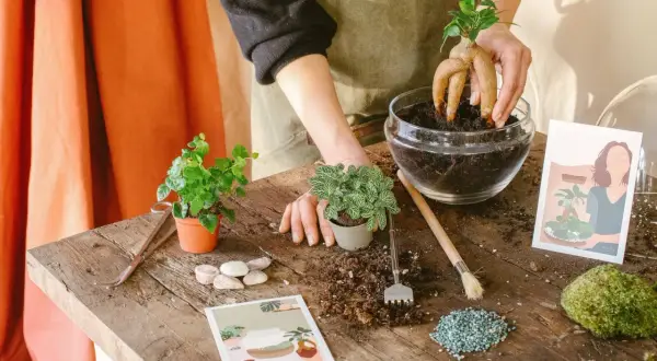 Création d'un terrarium plante diy : une main place une plante aux racines étranges dans un bocal en verre rempli de terre.