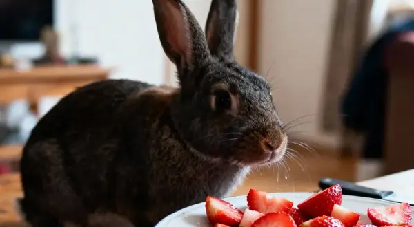 Un adorable lapin gris regarde une assiette de fraises coupées. Il semble prêt à déguster ce délice fruité.