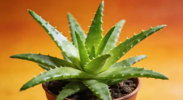Gros plan d'une plante d'aloe vera verte et succulente dans un pot en terre cuite, prête pour son rempotage.