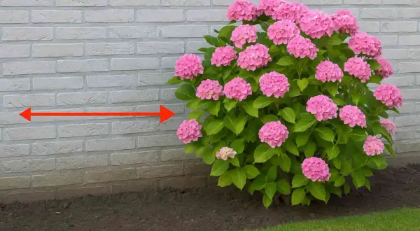 Un hortensia rose luxuriant près d'un mur de briques. La distance idéale pour planter un hortensia d'un mur est indiquée par une flèche rouge.