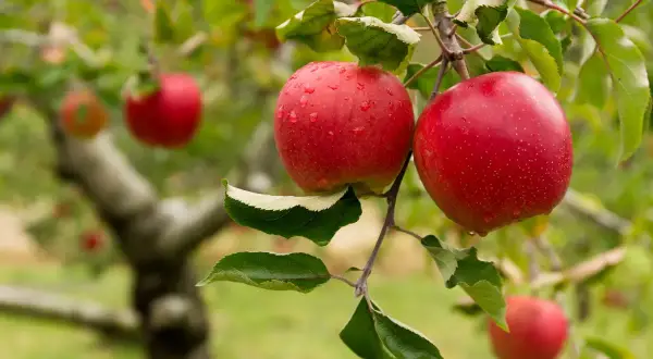Deux pommes rouges, gorgées de rosée, pendent à une branche. L'arbre, prêt pour l'entretien pommier, promet une belle récolte.