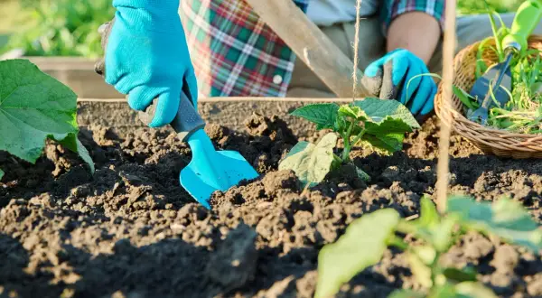 Main dans le potager, une main gantée utilise une petite pelle bleue pour travailler la terre autour d'un jeune plant.