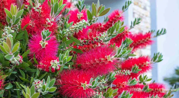 Fleurs rouges vives de rince bouteille, ressemblant à des brosses, avec des feuilles vertes.