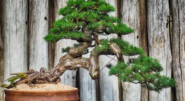 Un bonsaï pin aux branches courbées et au tronc noueux, dans un pot en terre cuite, sur fond de bois vieilli.