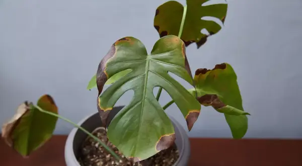 Plante d'intérieur avec des feuilles vertes et des bords bruns, signe de **plantes feuilles jaunes** et de stress.