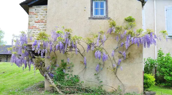 Une glycine en fleurs s'enroule sur un mur de maison. On imagine la bouturer une glycine dans l'eau pour la multiplier.