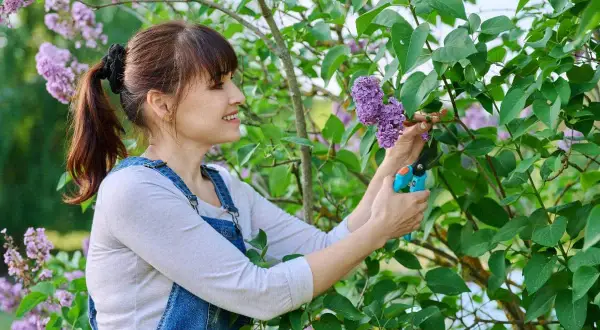 Une femme taille un lilas en fleurs, profitant du beau temps pour s'occuper de son jardin.
