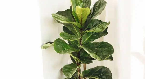 Un grand figuier lyre aux feuilles vertes luxuriantes se dresse près d'un mur blanc, apportant une touche de nature à l'intérieur.