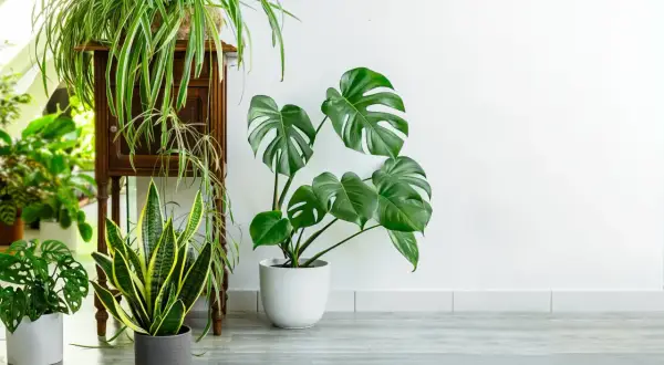 Un salon moderne avec une **déco salon plante verte** luxuriante. Un Monstera, un Sansevieria et un Chlorophytum apportent une touche de nature.