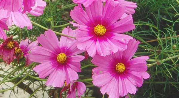 Plusieurs fleurs de cosmos roses vives avec des cœurs jaunes éclatants, entourées de feuillage vert. Ces semis de cosmos promettent une belle floraison estivale.