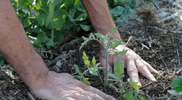Mains expertes guidant un jeune plant de tomate dans la terre. Apprenez comment planter des tomates en pleine terre pour un jardin florissant.