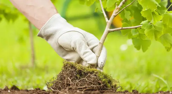 Main verte gantée plante un jeune arbuste aux feuilles vertes dans la terre. Le bon moment pour planter des arbustes est crucial pour leur croissance.