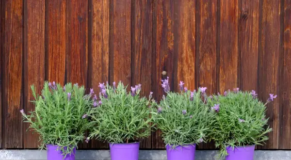 Quatre pots de lavande en fleurs, prêts à être plantés, alignés devant un mur en bois brun.