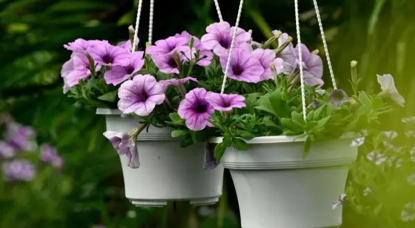 Deux pots suspendus débordent de semis de pétunias aux fleurs violettes et roses.